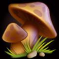 Toad Stool