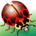 LadyBeetle