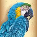 Parrot
