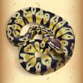 Python