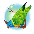 Parrot