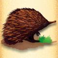Echidna