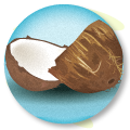 Coconut