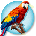 Parrot