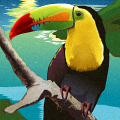 Toucan