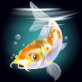 Carp