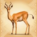 Antelope