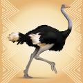 Ostrich